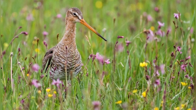 Uferschnepfe gehören zu den Arten, deren Lebensraum im Altmühltal verbessert werden soll. (Foto: Lebensraum Altmühltal/Andreas Stern)