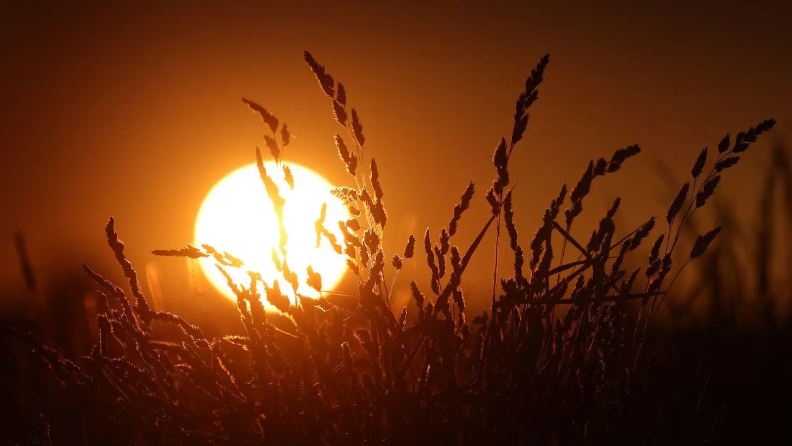 Viel Sonne, historisch wenig Regen: Das Wetter im Frühjahr bereitet an einigen Stellen Probleme. (Symbolbild) (Foto: Karl-Josef Hildenbrand/dpa)