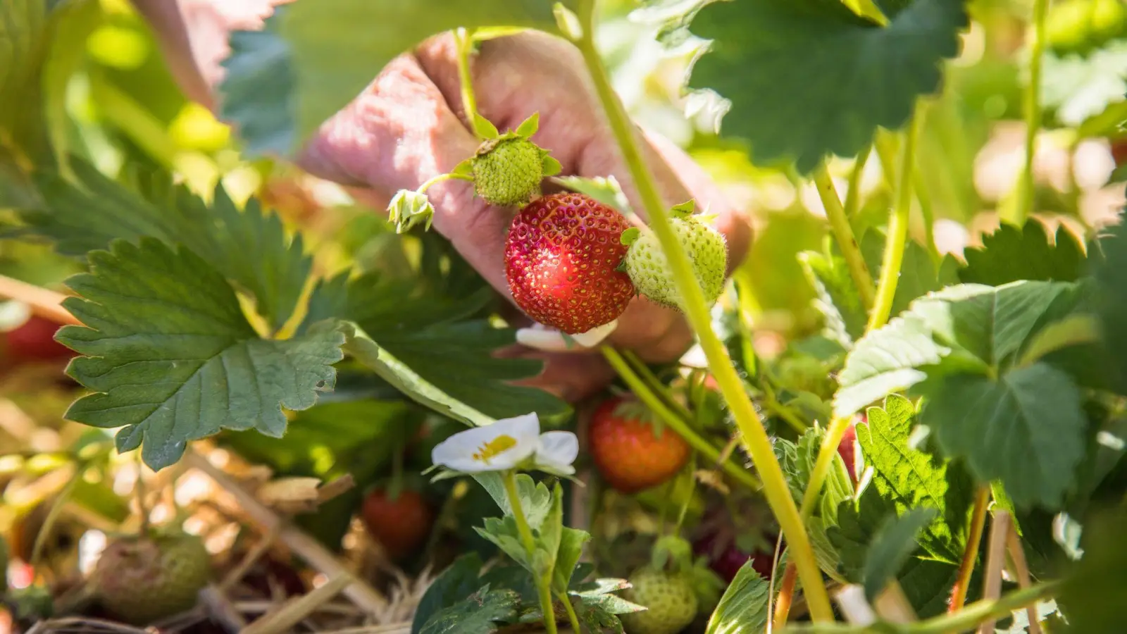 Erdbeerpflanzen brauchen einen sonnigen Standort. (Foto: Christin Klose/dpa-tmn)