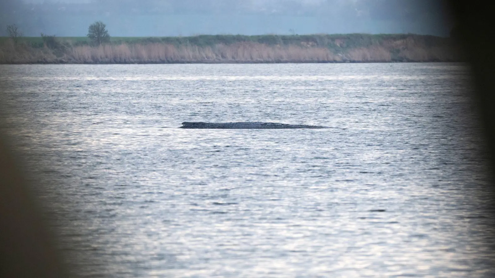 Mit ihrem Okay für einen Rettungsversuch für den Buckelwal bei Wismar durch eine private Initiative sorgten die Behörden zuletzt für eine Überraschung. (Foto: Philip Dulian/dpa)