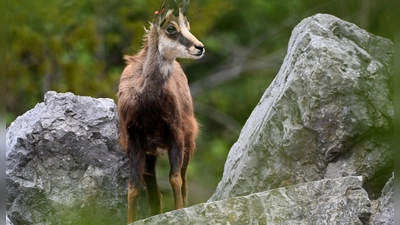 In Teilen Oberbayerns darf Gamswild während der Schonzeit gejagt werden. Die Bezirksregierung will diese Ausnahmeregelung verlängern. Tierschützer protestieren. (Foto: Angelika Warmuth/dpa)