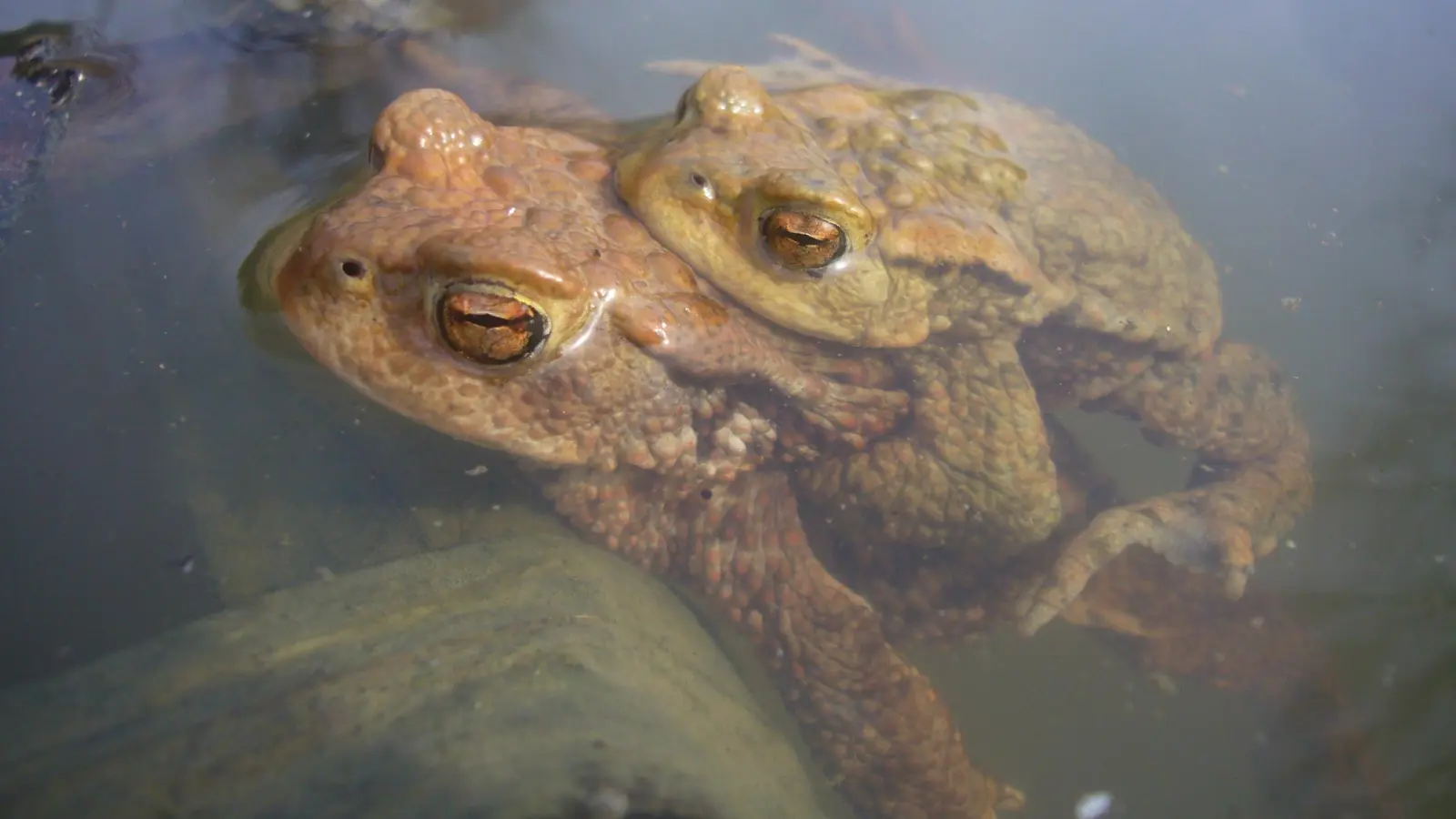 Das Männchen klammert sich an das Weibchen und lässt sich dann von diesem tragen. (Archivbild: Ulrich Meßlinger)