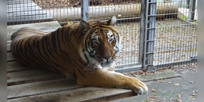 Der Stolz des Exoten- und Raubtierasyls: Nach vielen Jahren musste der Tiger Ussuri nun eingeschläfert werden. (Foto: Florian Pöhlmann)