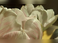 Tulpe - unter die Lupe genommen - gesehen in Heilsbronn (Foto: Sabine Sorg)