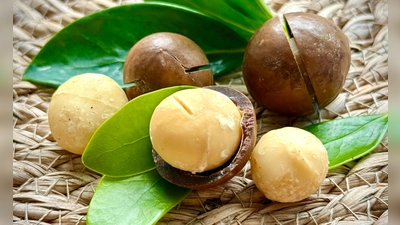 Macadamia-Nüsse haben eine buttrige, fast cremige Konsistenz.  (Foto: Carola Frentzen/dpa)
