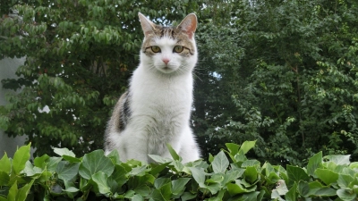 Welche Maßnahmen können ergriffen werden, um das Tierwohl von Katzen zu gewährleisten? Darüber diskutierten die Mitglieder des Umwelt- und Verkehrsausschusses.  (Foto: Martin Berberich)