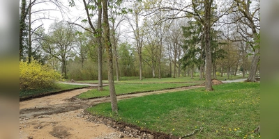 Experten befürchten, dass der Wegebau im Kurpark den Bäumen schaden könnte. (Foto: Katrin Merklein)
