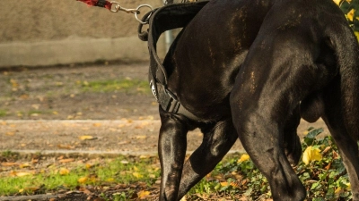 Tierhalterhaftpflicht: Wenn der Hund Schäden verursacht, ist eine eigene Versicherung für Hundehalter oft unerlässlich, um für entstandene Schäden aufzukommen. (Foto: Christin Klose/dpa-tmn/dpa)