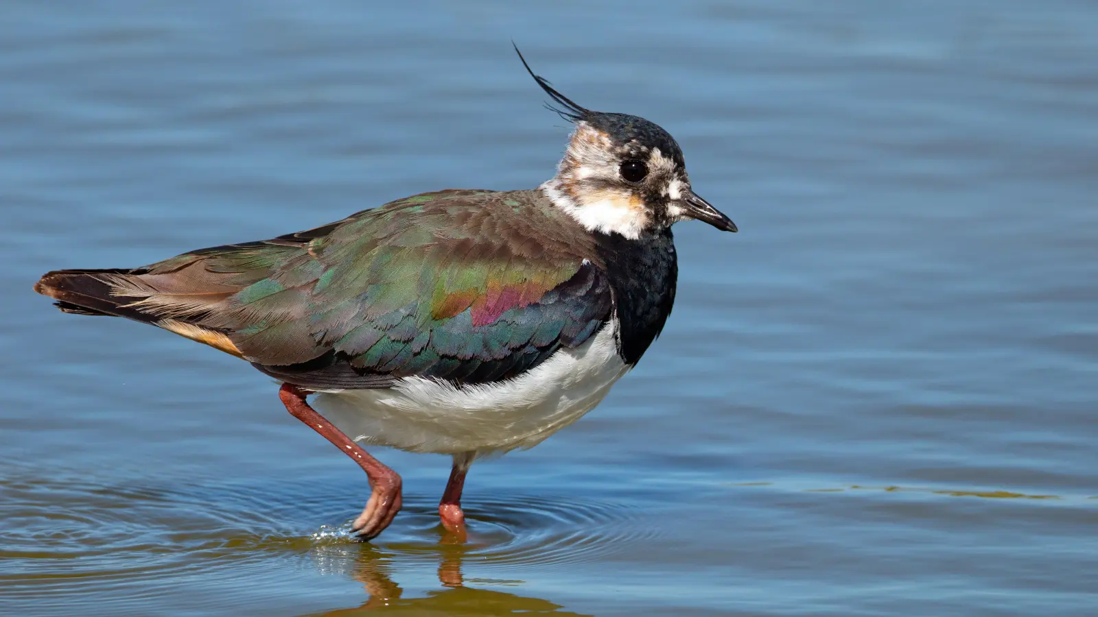 Der Kiebitz hält sich gerne am Wasser auf, braucht aber auch Versteckzonen. Männchen und Weibchen sind nur für Geübte zu unterscheiden. (Foto: LBV-Bildarchiv/Frank Derer)