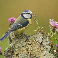 Blaumeise  (Foto: Rosl Roessner)