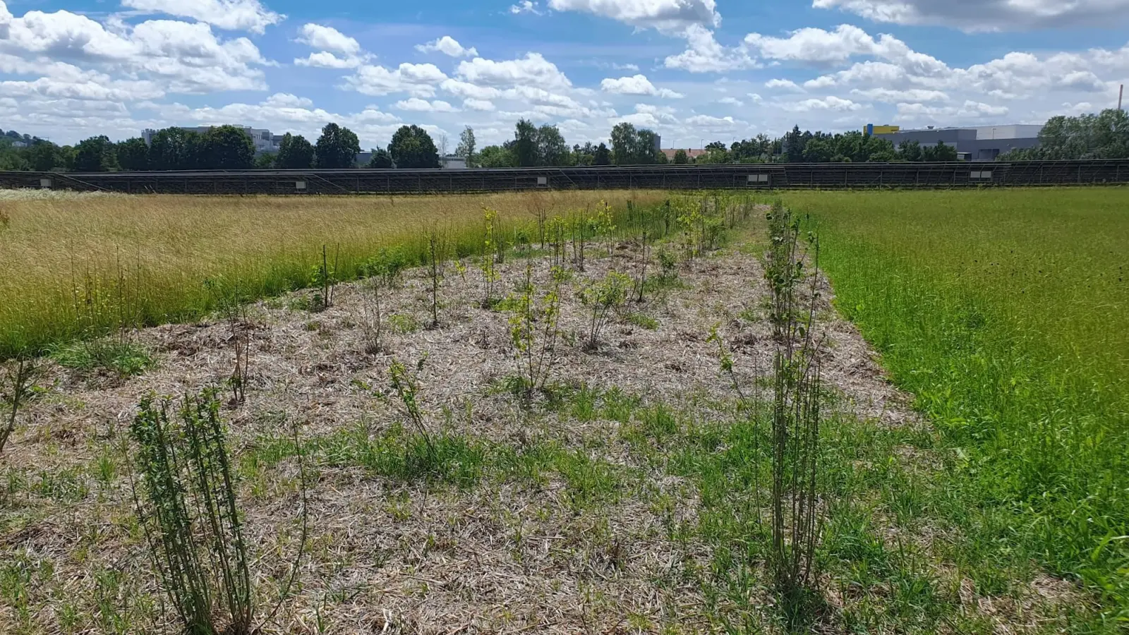 Die Bepflanzung am Solarpark „Rehau“: Damit sich diese Anlage ebenso wie die an der Deponie in die Landschaft einfügen, wurden rund 100.000 Euro investiert. (Foto: Stadt Feuchtwangen/Rebecca Weber)