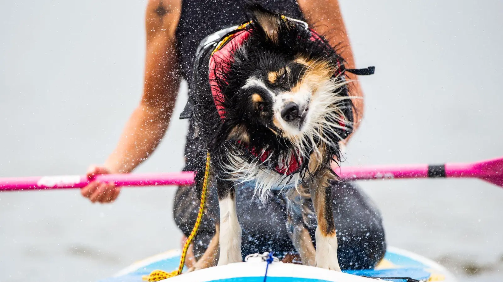 Nasser Spaß auf vier Pfoten – Hunde genießen das Abenteuer auf dem SUP-Board. (Foto: Christophe Gateau/dpa/dpa-tmn)