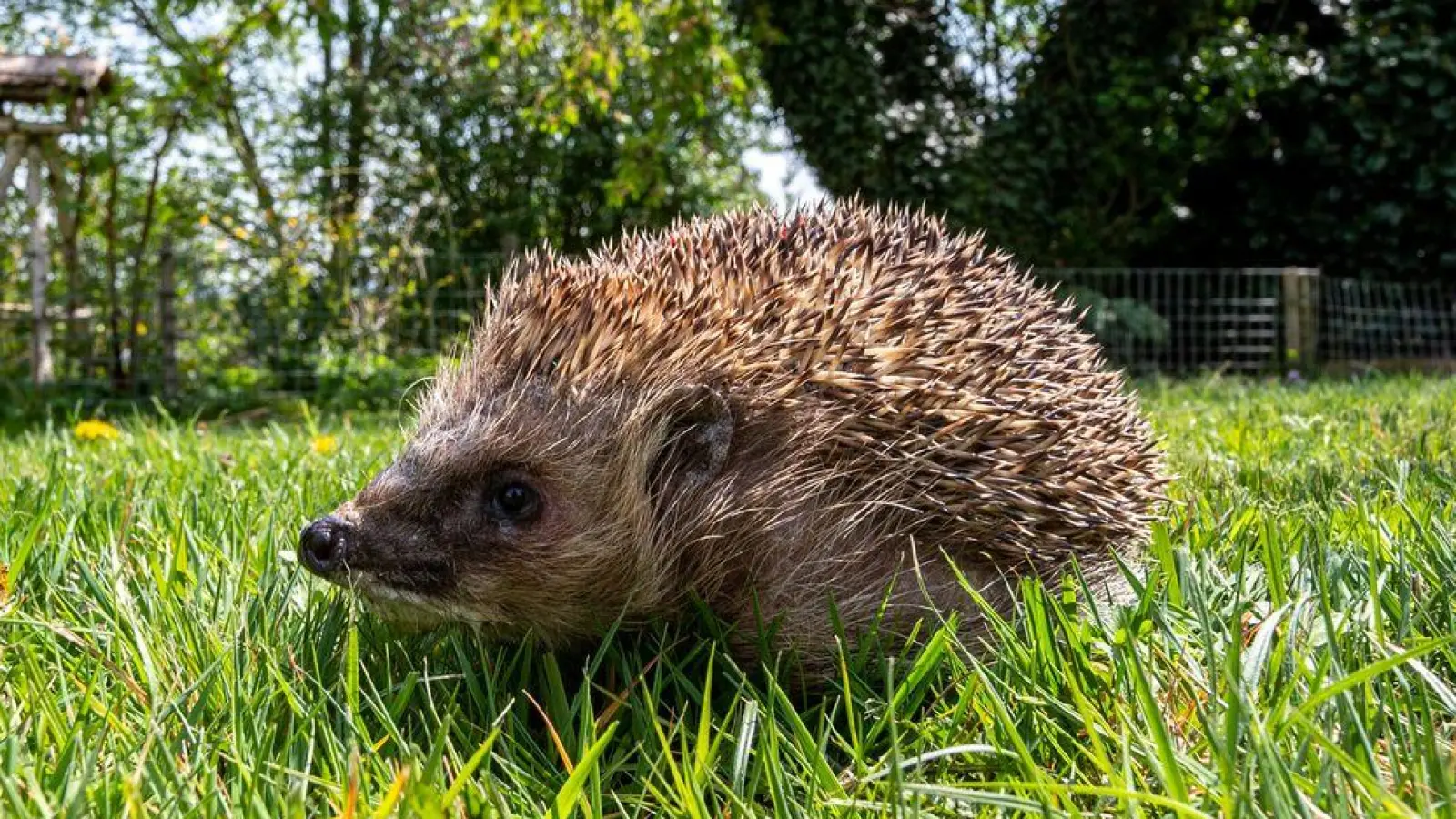 Weniger mähen, mehr Leben: Ein naturnaher Rasen wird zum Rückzugsort für viele Tiere. (Foto: Armin Weigel/dpa/dpa-tmn)