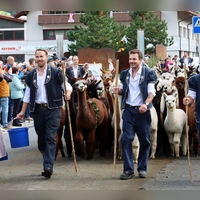 Auch Alpakas sind dabei: Alpabzug in Plaffeien. (Foto: Verena Wolff/dpa-tmn)