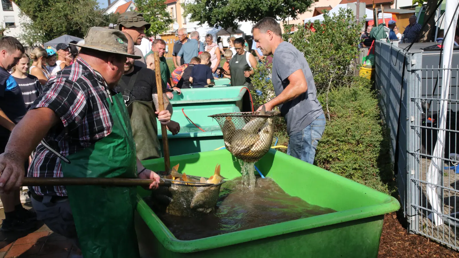 Zwischen sieben bis acht Zentner Karpfen wurden aus dem Heilsbronner Klosterweiher abgefischt. (Foto: Alexander Biernoth)