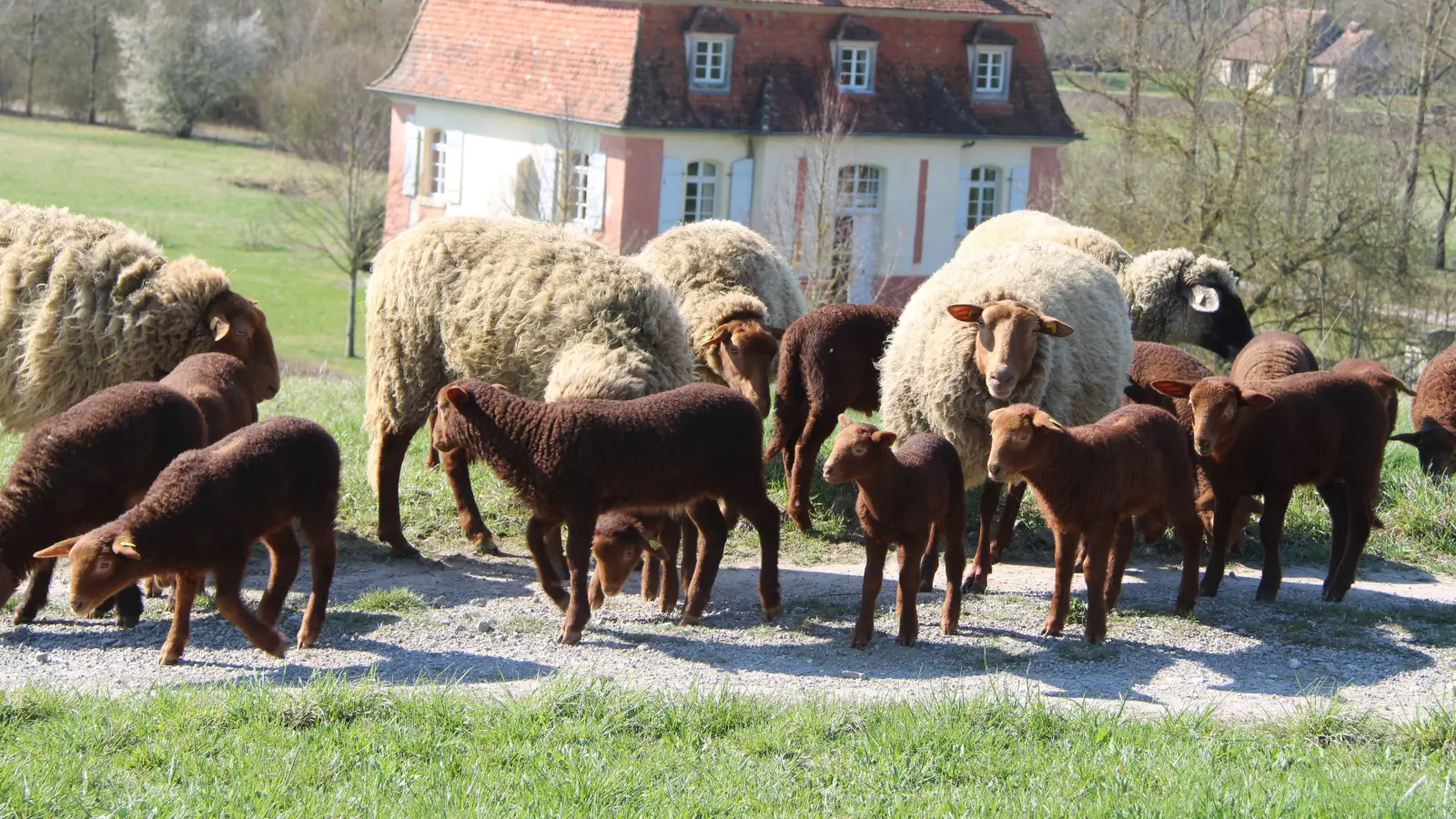 Neugierig erkunden die Lämmer das Gelände des Freilandmuseums. (Foto: Christine Berger)