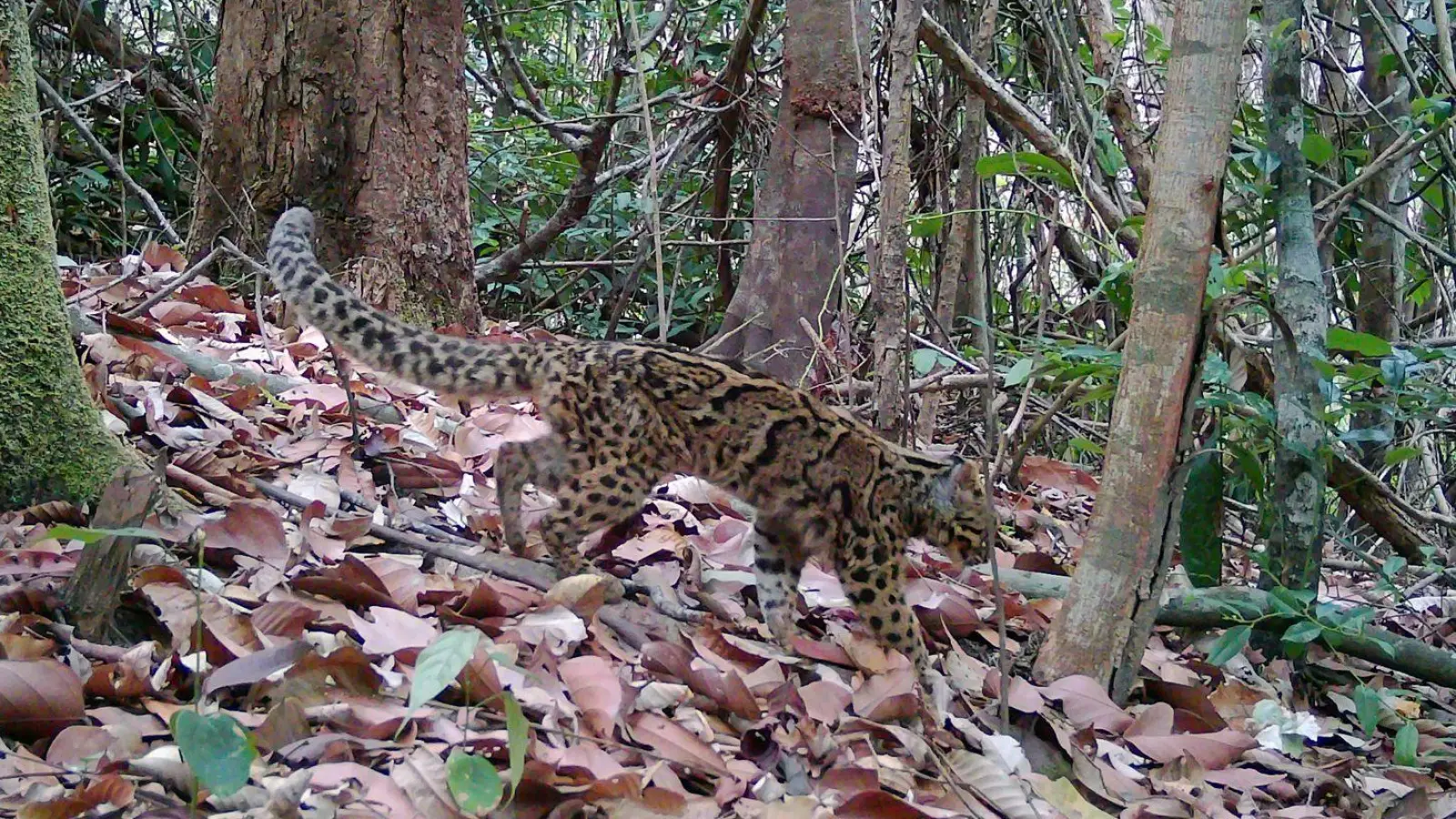Marmorkatzen leben in Südostasien und gelten als gefährdet. Wegen ihrer versteckten, baumbewohnenden Lebensweise ist die Art kaum erforscht. (Foto: Fauna&Flora/XinHua/dpa)