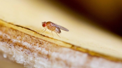 Unerwünschte Mitesser: Fruchtfliegen umschwirren im Sommer gerne den Obstkorb. (Foto: Daniel Naupold/dpa/dpa-tmn)