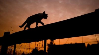 Katzen besitzen einen Stellreflex, der ihnen hilft, sich bei einem Sturz in der Luft zu drehen und auf den Pfoten zu landen. (Foto: Julian Stratenschulte/dpa/dpa-tmn)