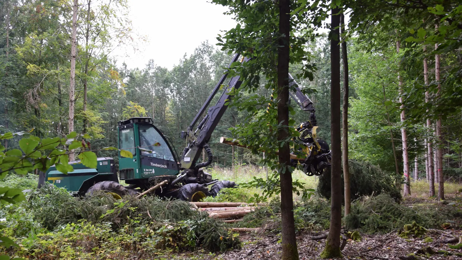 Um die Käferpopulation im Idealfall eindämmen zu können, kommt es vor allem auf Geschwindigkeit an. Deshalb setzt die Stadt für die Rodung einen Harvester ein. (Foto: Florian Schwab)