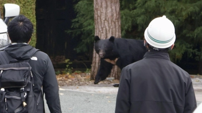 In Japan kommt es seit Jahren vermehrt zu gefährlichen Begegnungen zwischen Bären und Menschen. So wie hier in der Präfektur Iwate. In Fukushima hat nun ein Schwarzbär mehrere Menschen angegriffen. (Archivbild)  (Foto: Uncredited/kyodo/dpa)
