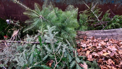 Hopp und weg: Für ausgediente Weihnachtsbäume starten in vielen großen Kommunen im Landkreis nach dem Dreikönigstag Sammelaktionen. (Foto: Jim Albright)