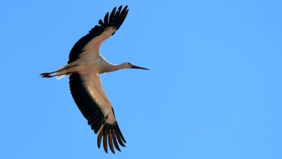 Bei einem Unfall ist in der Nähe von Herrieden ein Storch verletzt worden. (Symbolbild: Jim Albright)