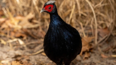 Vietnamesische Fasane gehören zu den seltensten Vogelarten der Welt. (Foto: Jon A. Juarez/Tierpark Berlin/dpa)