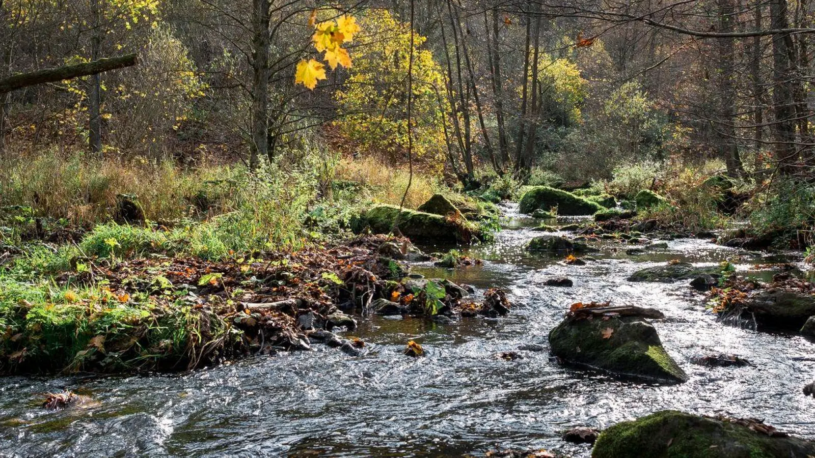 Der Fluss Selbitz fließt durch das Höllental, über das die Höllentalbrücke gebaut werden soll. (Foto: Daniel Vogl/dpa)