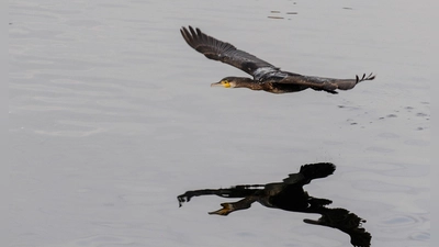 Bi zu einem halben Kilo Fisch kann ein Kormoran am Tag fressen. (Archivfoto)  (Foto: Felix Kästle/dpa)