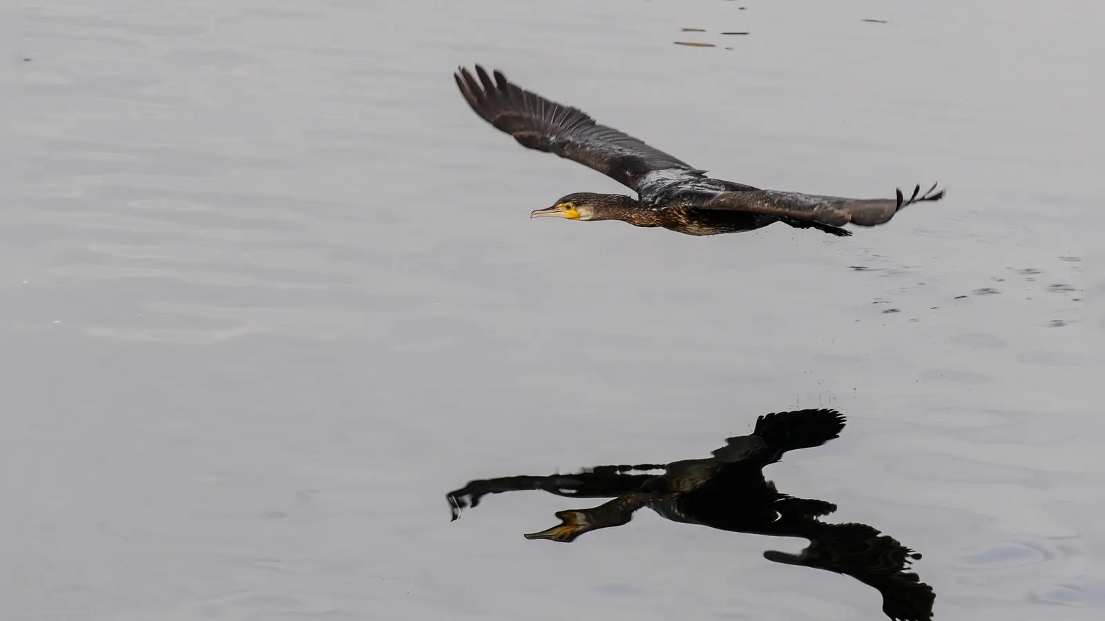 Bi zu einem halben Kilo Fisch kann ein Kormoran am Tag fressen. (Archivfoto)  (Foto: Felix Kästle/dpa)