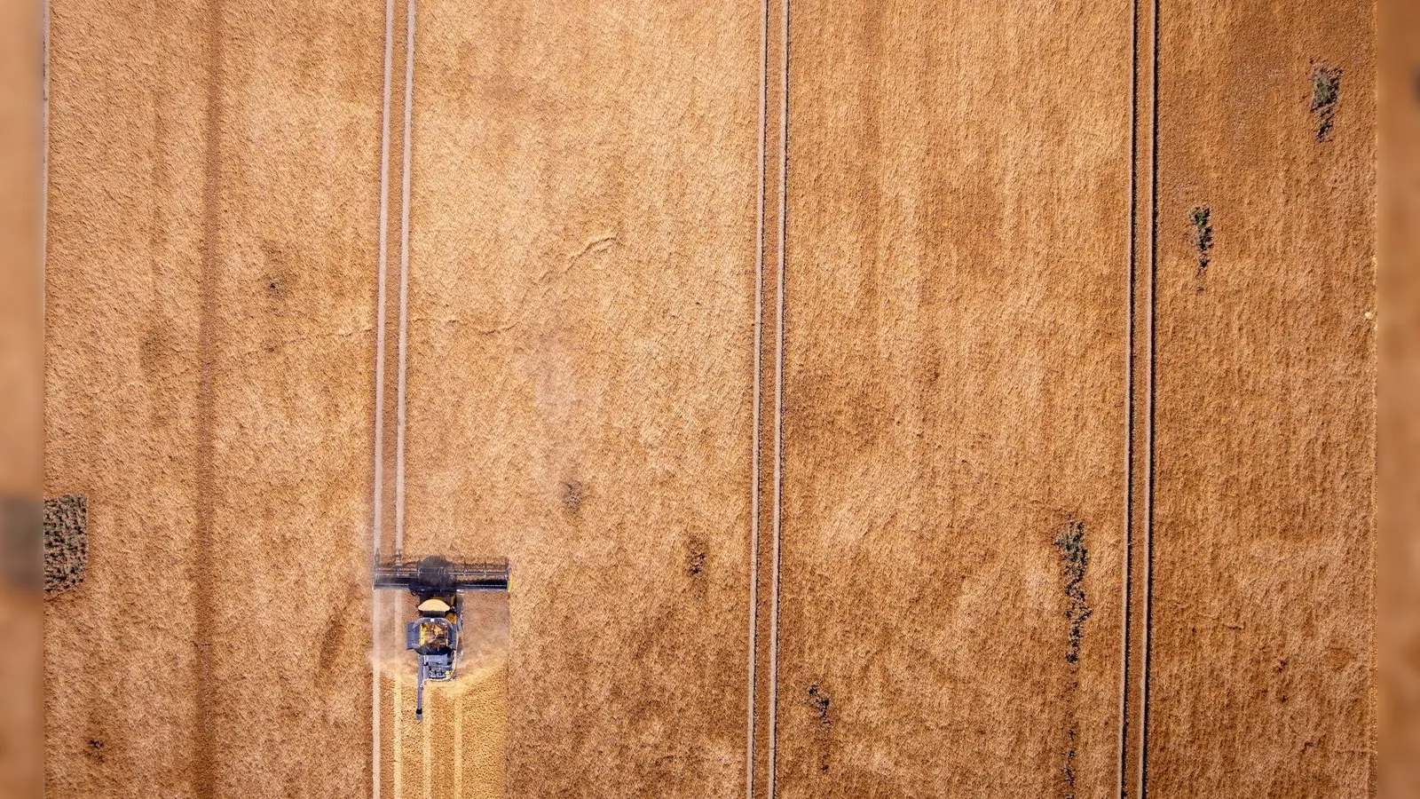 Ungünstiges Wetter bedroht vielerorts die Ernten. Das ist ein Grund, warum Lebensmittel teurer werden. (Symbolbild) (Foto: Jens Büttner/dpa)