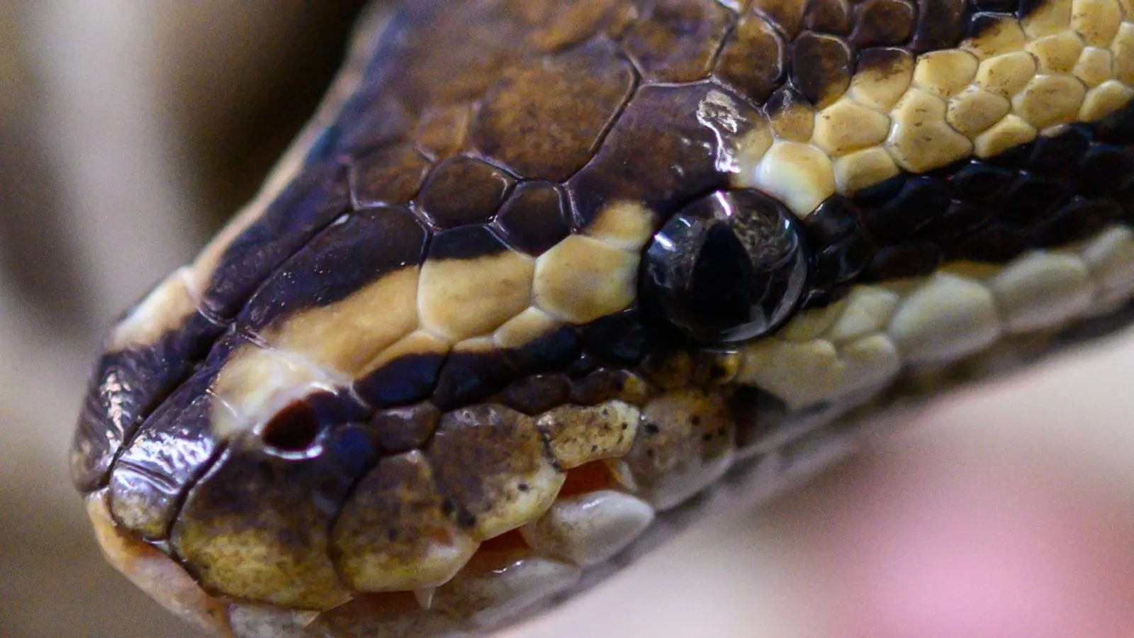 Dem 24-Jährigen wird ein Vergehen nach dem Tierschutzgesetz vorgeworfen. (Symbolbild) (Foto: Christophe Gateau/dpa)