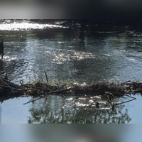 In der Isar setzte das Bayerische Landesamt für Umwelt rund 40.000 Fische aus. (Symbolbild) (Foto: Stefan Puchner/dpa)