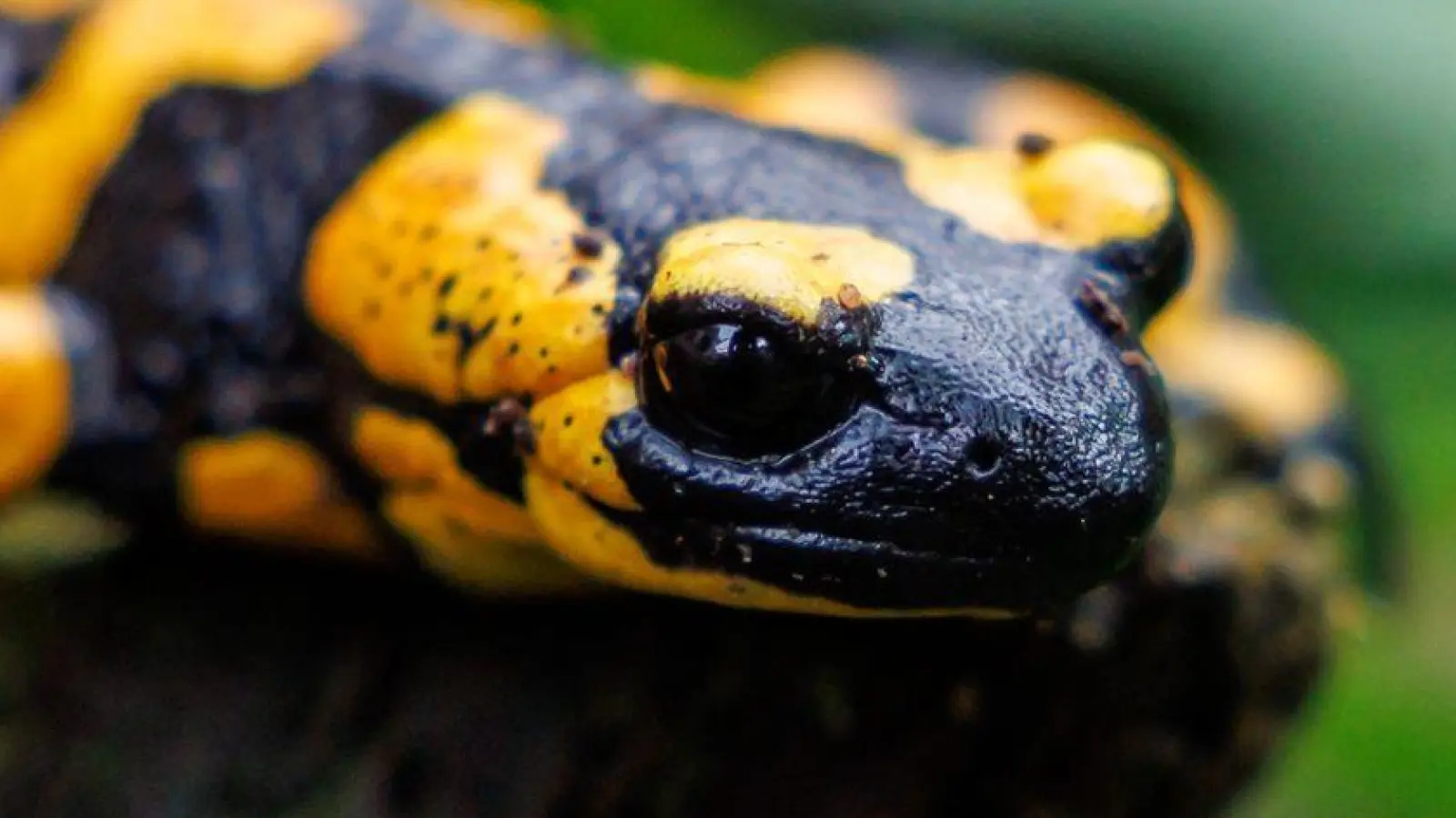 Unter den Amphibien seien die Salamander die am stärksten bedrohte Gruppe. (Foto: Daniel Karmann/dpa)