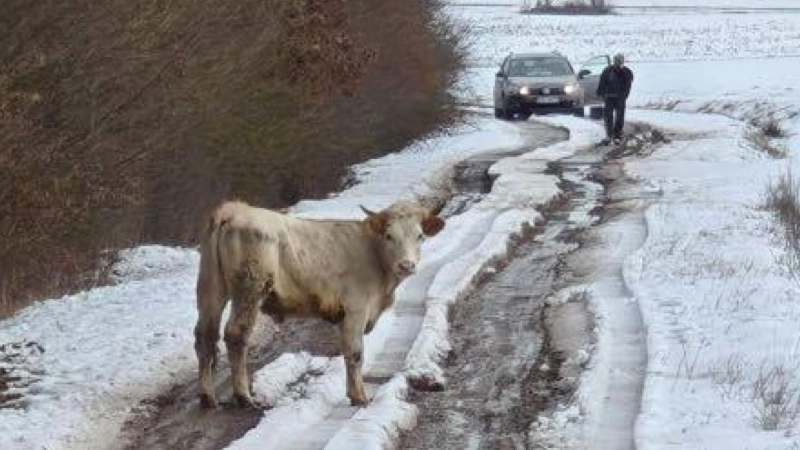 Bei Markt Bibart sind sechs Rinder ausgebüxt. Ein Einfangtrupp ist im Einsatz. (Foto: Jannik Schwarz)