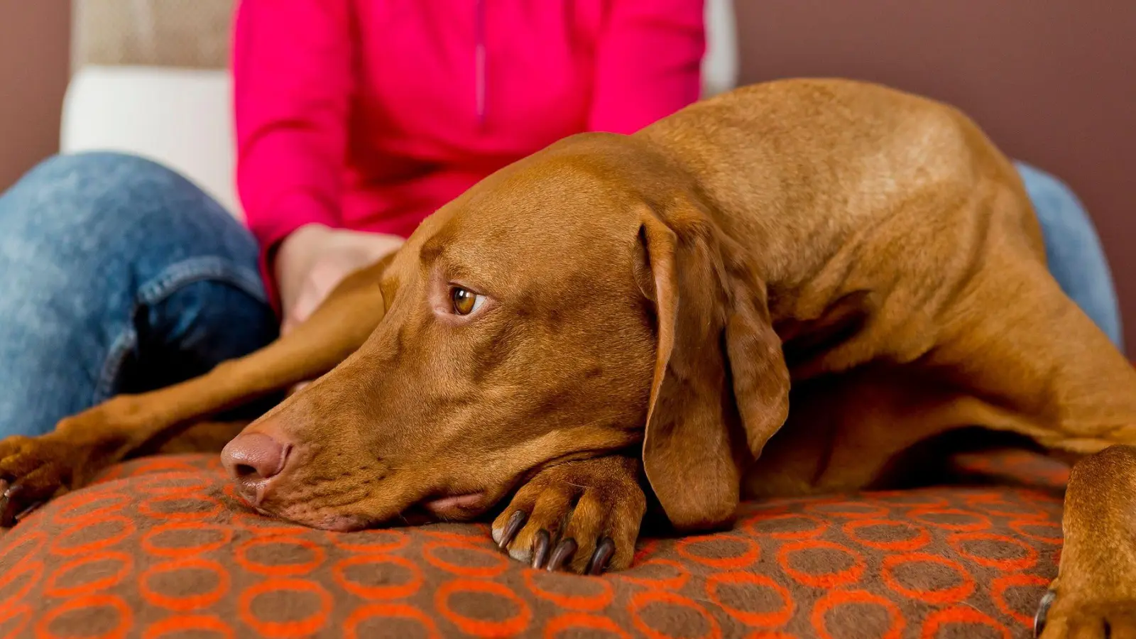 Natürliche Unterstützung für den Vierbeiner: Kümmel reduziert die Gasbildung im Darm und fördert die Verdauung. (Foto: Monique Wüstenhagen/dpa-tmn)