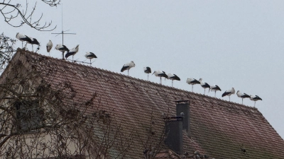 Auf vielen Dächern der Altstadt lassen sich die Störche nieder und sorgen mit ihren Hinterlassenschaften inzwischen für reichlich Unmut in der Bevölkerung. (Foto: Susanne Pöhlmann)