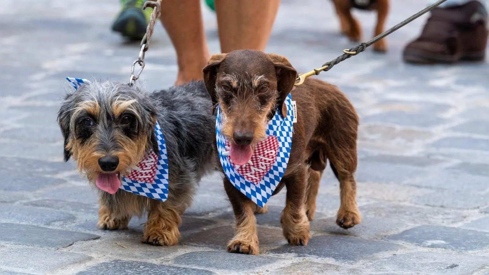 Zwei Hunde bei der Dackelparade in Regensburg. (Foto: Armin Weigel/dpa)