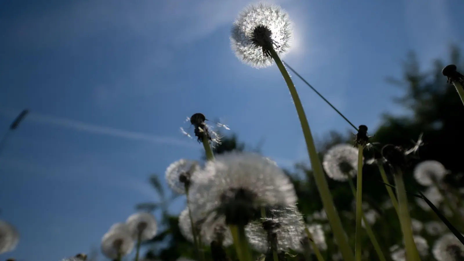 Es wird sommerlich in Bayern. (Archivbild) (Foto: Pia Bayer/dpa)