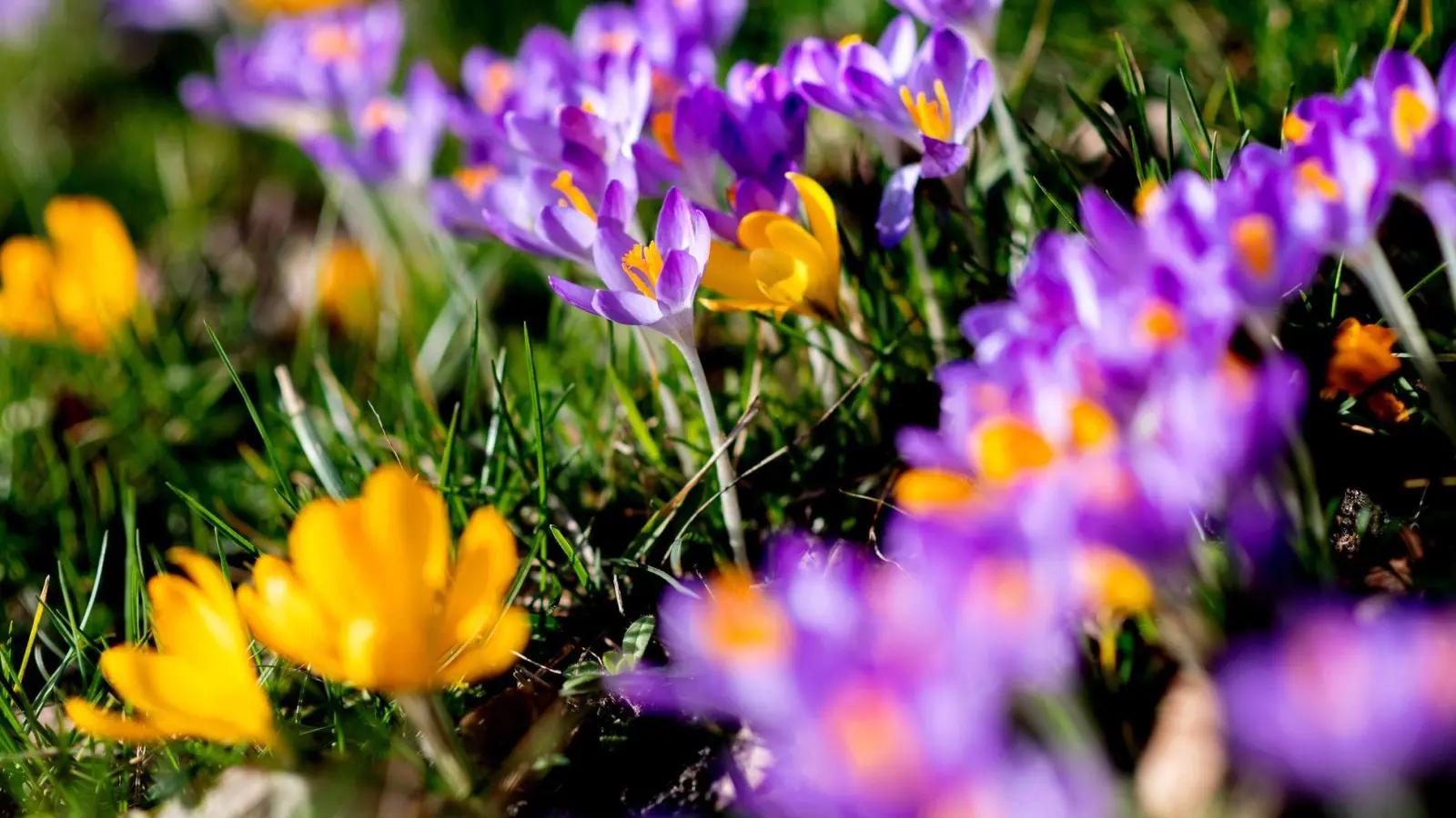 Wer ab Ende September Blumenzwiebeln pflanzt, kann sich im Frühjahr über bunte Frühblüher freuen. (Foto: Hauke-Christian Dittrich/dpa/dpa-tmn)