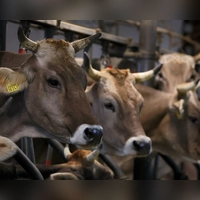 In zahlreichen bayerischen Milchviehhaltungen sind Tiere vom Shamonda-Vuirus betroffen. (Symbolbild) (Foto: Karl-Josef Hildenbrand/dpa)