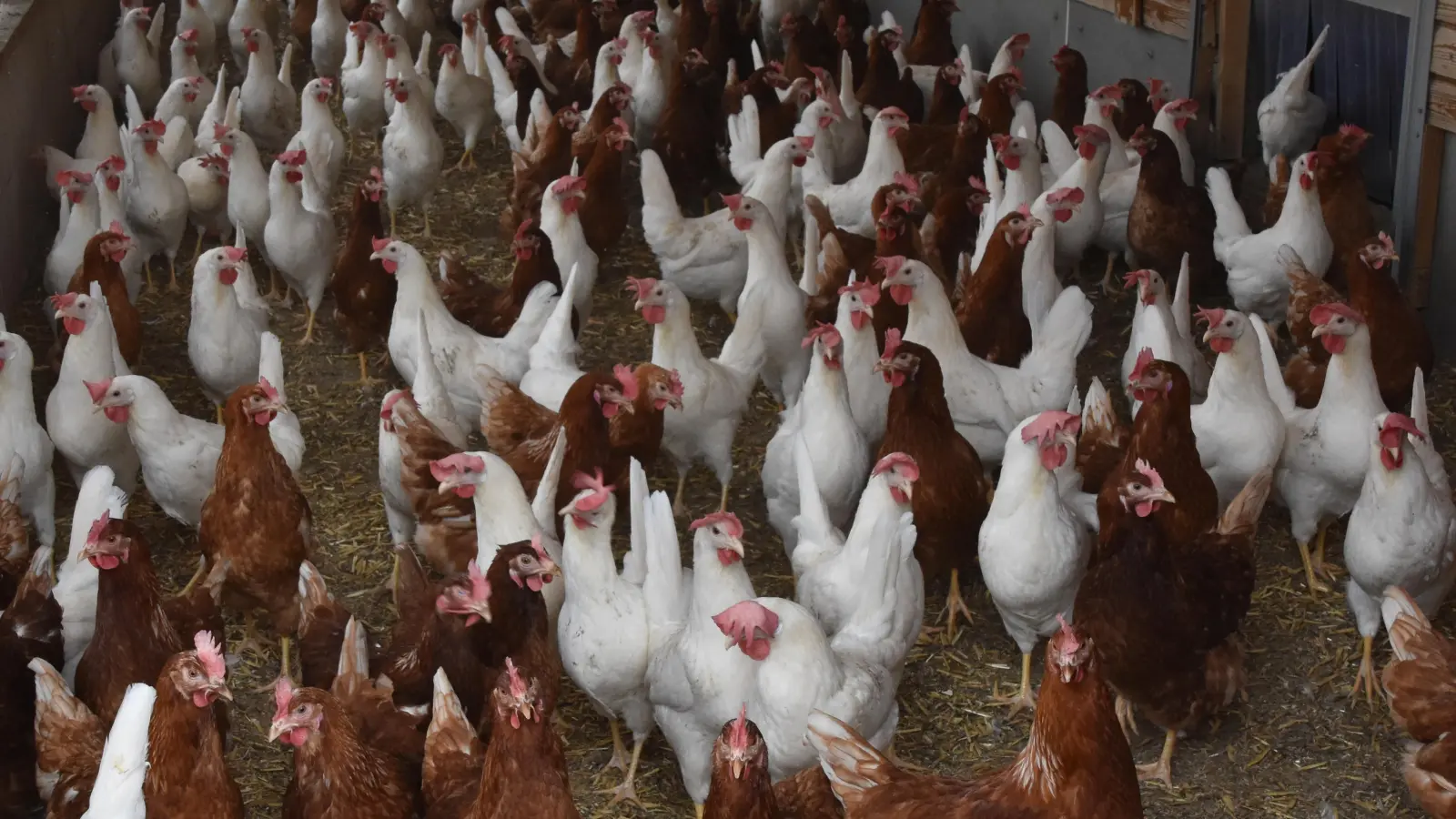 Noch ist die Aufstallung des Hausgeflügels nicht verpflichtend. Doch das Veterinäramt rät zu Vorsicht und Biosicherheitsmaßnahmen. (Symbolbild: Silvia Schäfer)