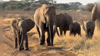 Gezielte Schutzmaßnahmen können einzelnen Elefantenbeständen im südlichen Afrika eine Erholung ermöglichen (Archivbild).  (Foto: Eva Krafczyk/dpa)