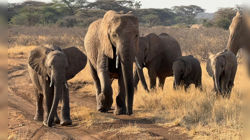 Gezielte Schutzmaßnahmen können einzelnen Elefantenbeständen im südlichen Afrika eine Erholung ermöglichen (Archivbild).  (Foto: Eva Krafczyk/dpa)