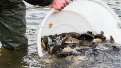 Fische werde in einen Baggersee eingesetzt. (Foto: Florian Möllers/-/dpa)