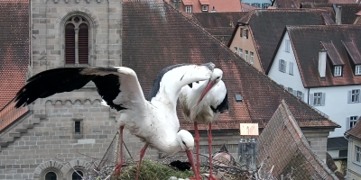 Die Storchenfamilie auf dem Dach des Alten Rathauses in Dinkelsbühl hat Fans aus der ganzen Welt. Die Entwicklung der Küken wird mit einer Web-Cam ins Internet übertragen. (Foto: BN-Storchenkamera)