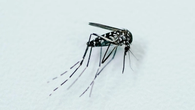 Tigermücken können Krankheitserreger übertragen, etwa Viren von West-Nil, Dengue, Zika und Chikungunya.  (Foto: Uwe Anspach/dpa/dpa-tmn)