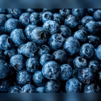 Jede zweite Probe fake: Laut Bundesamt für Verbraucherschutz waren viele der als Waldheidelbeeren verkauften Produkte tatsächlich keine echten Wildheidelbeeren, sondern günstigere Ersatzsorten. Und auch in anderer Form ist die Beere oft nicht echt. (Foto: Sina Schuldt/dpa/dpa-tmn)