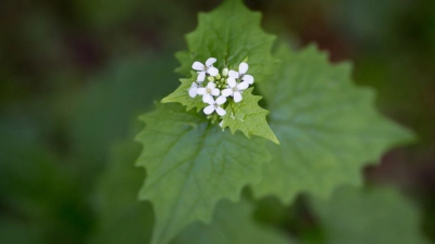 Die Knoblauchsrauke (Alliaria petiolata) verströmt beim Zerreiben einen knoblauchartigen Geruch. (Foto: Florian Schuh/dpa-tmn)